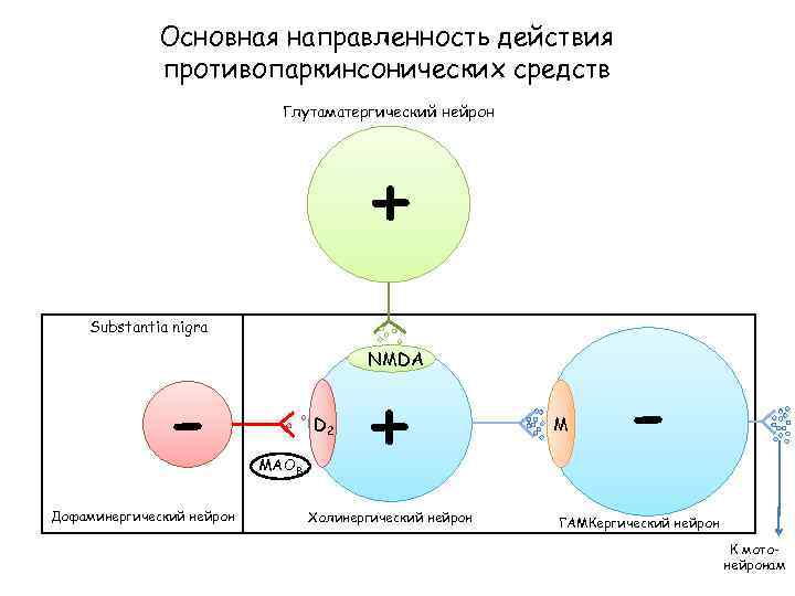 Основная направленность действия противопаркинсонических средств Глутаматергический нейрон + Substantia nigra Дофаминергический нейрон NMDA D