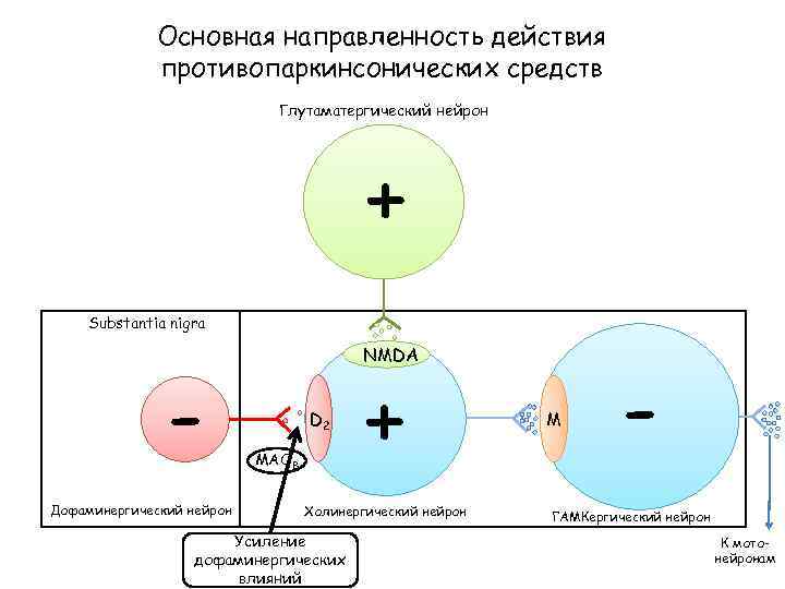 Основная направленность действия противопаркинсонических средств Глутаматергический нейрон + Substantia nigra Дофаминергический нейрон NMDA D