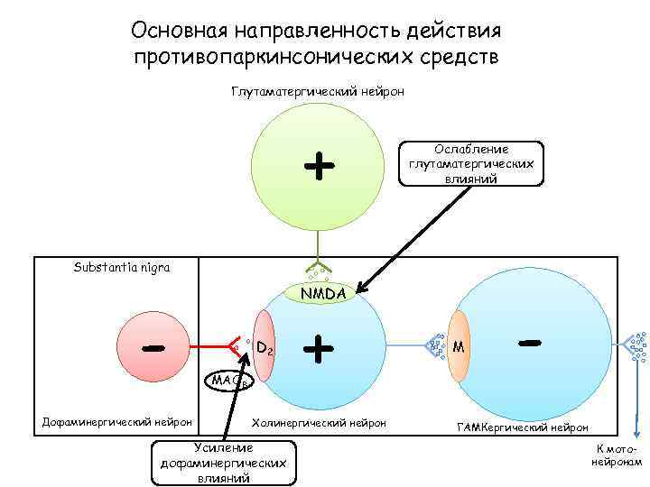 Основная направленность действия противопаркинсонических средств Глутаматергический нейрон + Ослабление глутаматергических влияний Substantia nigra Дофаминергический