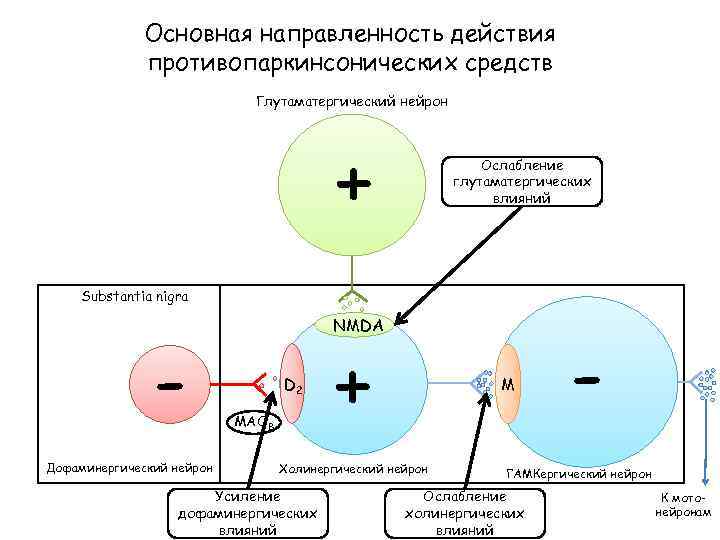 Основная направленность действия противопаркинсонических средств Глутаматергический нейрон + Ослабление глутаматергических влияний Substantia nigra Дофаминергический