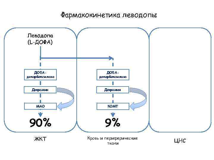 Фармакокинетика леводопы Леводопа (L-ДОФА) ДОФАдекарбоксилаза Дофамин МАО КОМТ 90% 9% ЖКТ Кровь и периферические