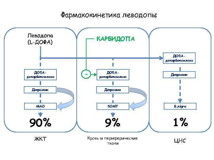 Фармакокинетика леводопы Леводопа (L-ДОФА) КАРБИДОПА ДОФАдекарбоксилаза - ДОФАдекарбоксилаза Дофамин МАО КОМТ S. nigra 90%