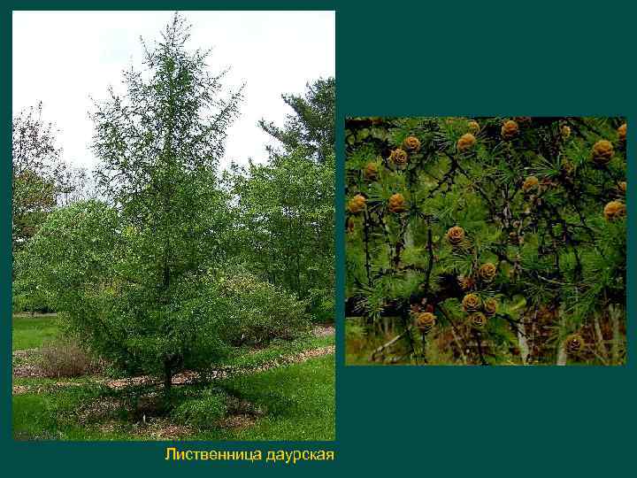 Лиственница даурская 