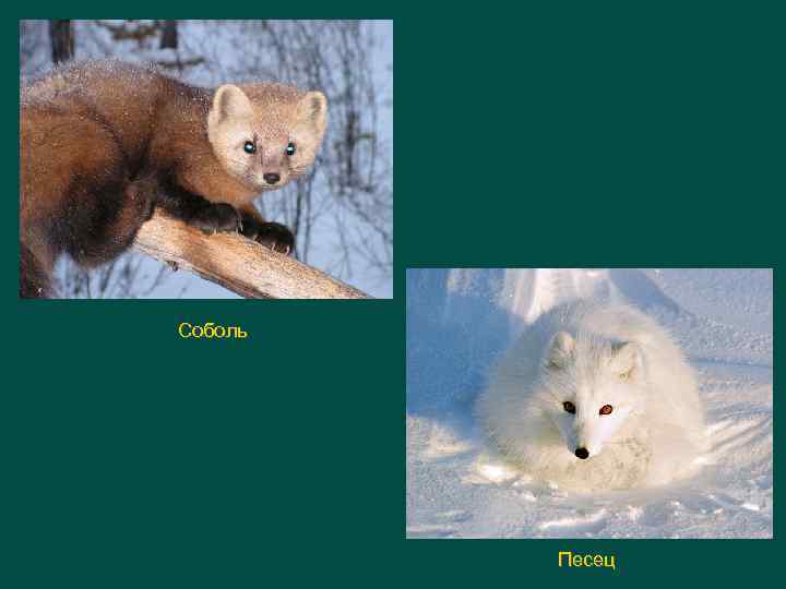 Соболь Песец 