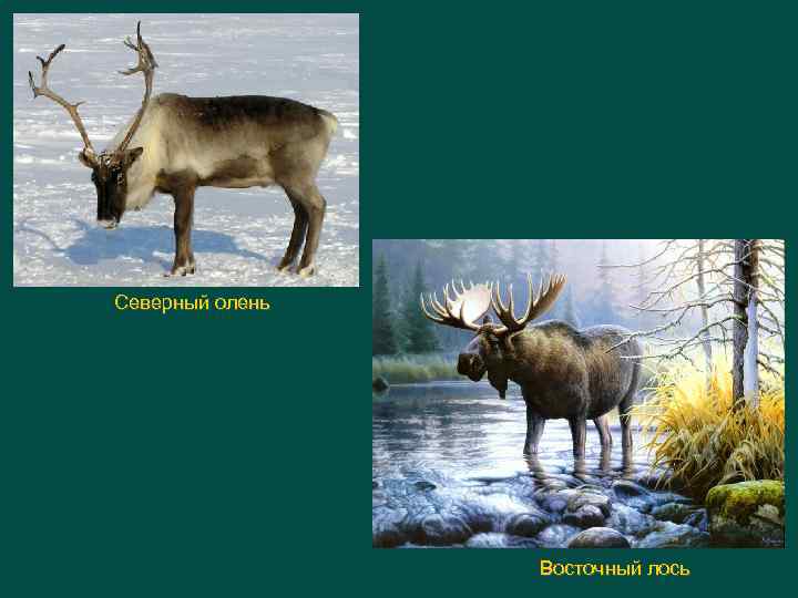 Северный олень Восточный лось 