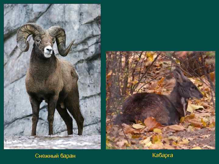 Снежный баран Кабарга 