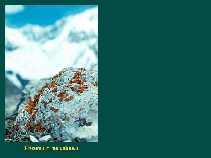 Накипные лишайники 