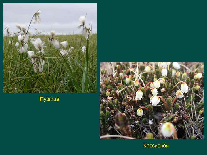 Пушица Кассиопея 