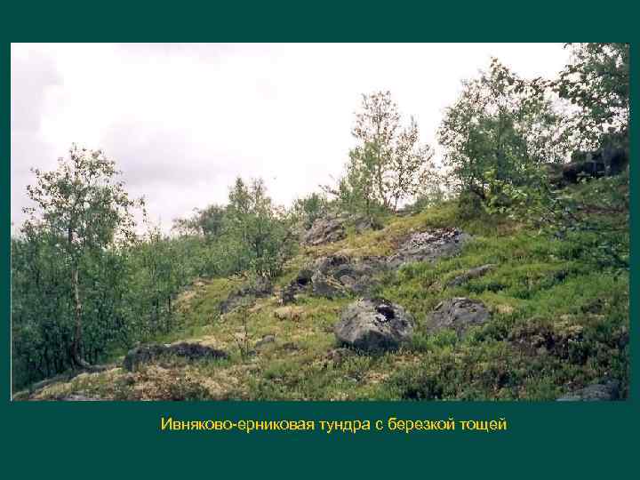 Ивняково ерниковая тундра с березкой тощей 
