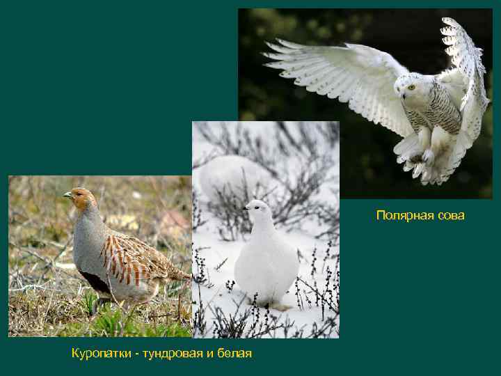 Полярная сова Куропатки тундровая и белая 