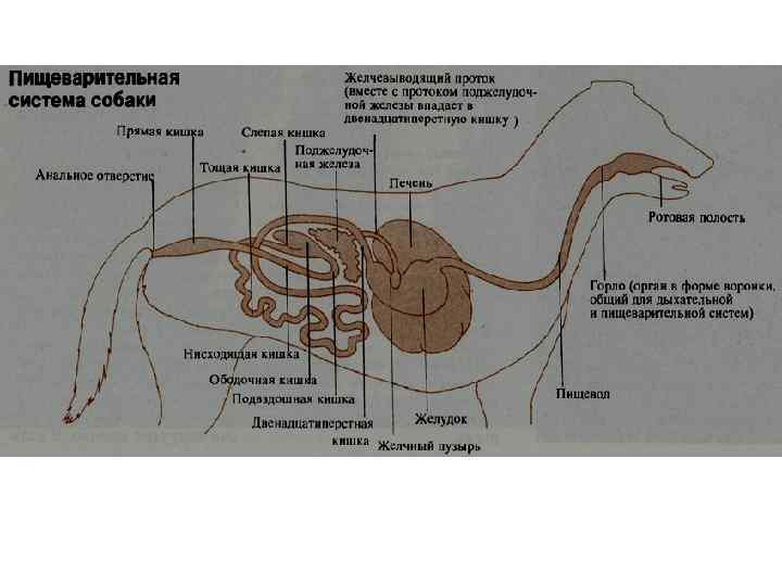 Схема кишечника собаки