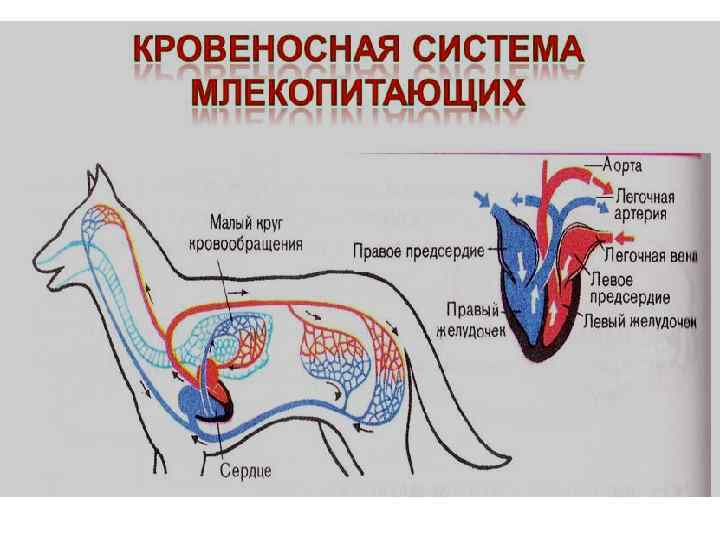 Характеристика опорно двигательной системы млекопитающих