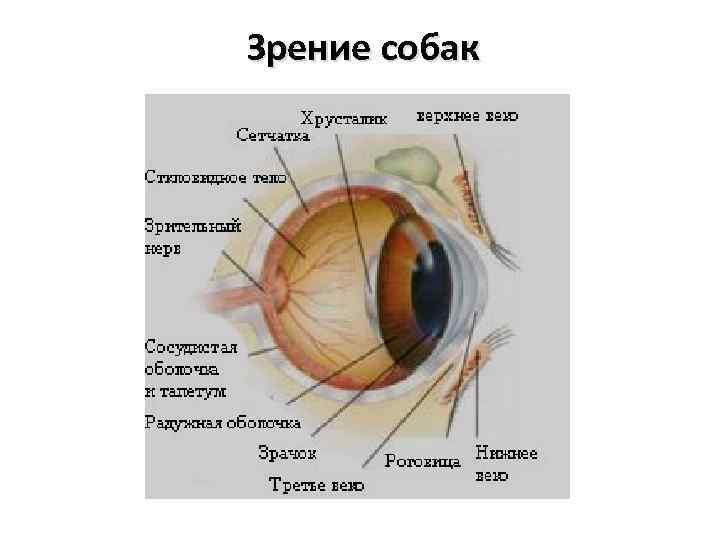 Схема глаза кошки строение глаза