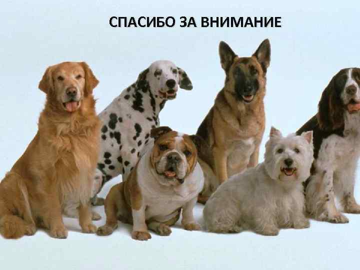 СПАСИБО ЗА ВНИМАНИЕ 