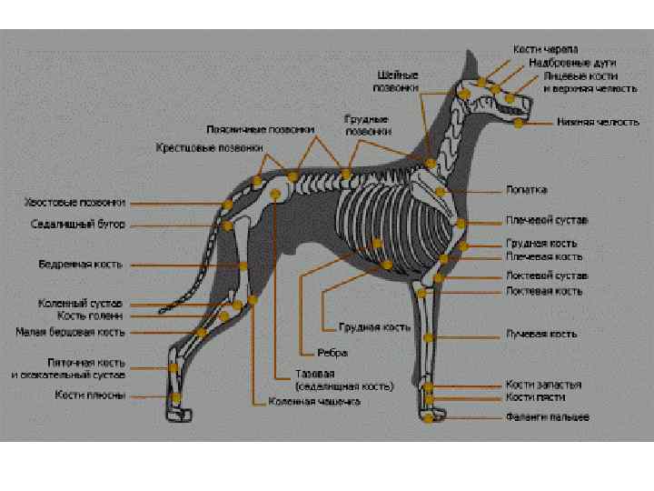 Определите систему органов собаки изображенную на рисунке