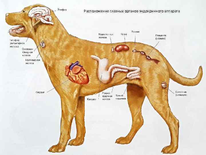 Части тела собаки картинки для детей