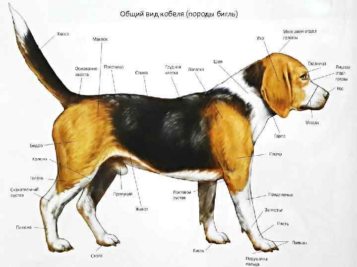 Строение собаки внутренние органы фото с надписями кобеля
