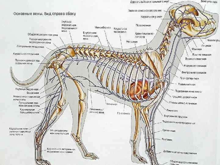 Анатомия собаки фото