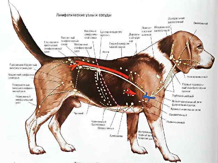 Лимфоузлы у собаки схема
