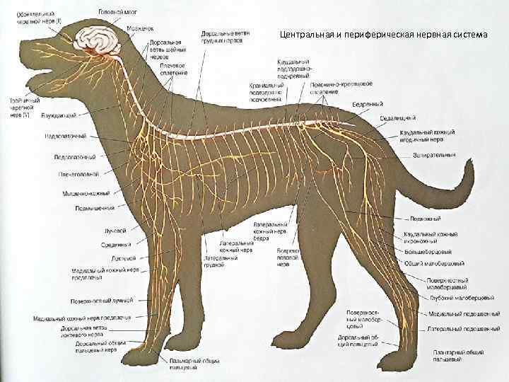 Некроз языка у собаки фото