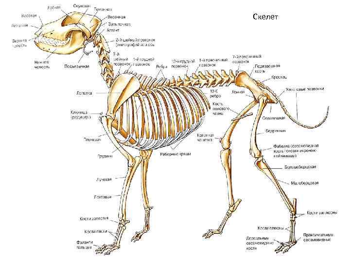 Анатомия собак и кошек. Скелет собаки анатомия. Скелет собаки спереди. Ребра собаки анатомия. Скелет кошки с названием костей.