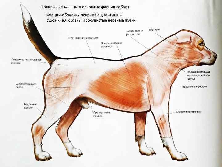 Мышцы собаки