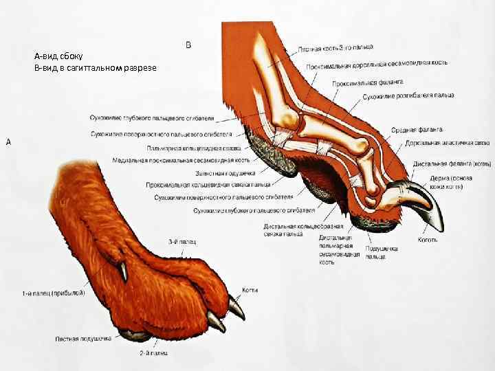 Анатомия собаки фото