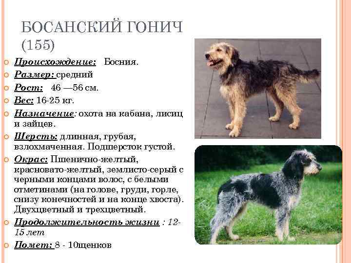 БОСАНСКИЙ ГОНИЧ (155) Происхождение: Босния. Размер: средний Рост: 46 — 56 см. Вес: 16