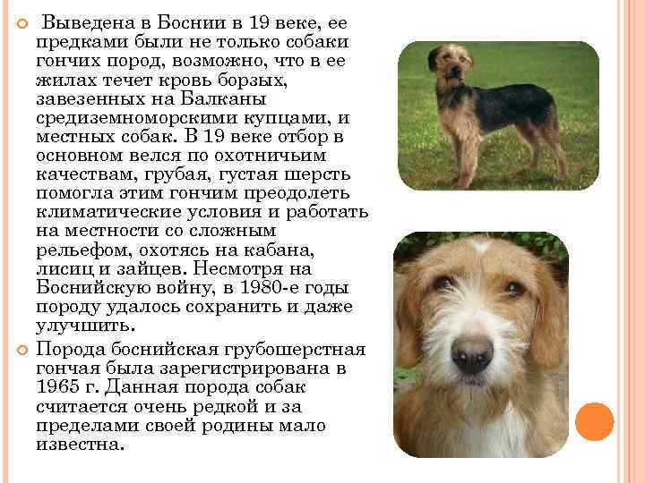  Выведена в Боснии в 19 веке, ее предками были не только собаки гончих