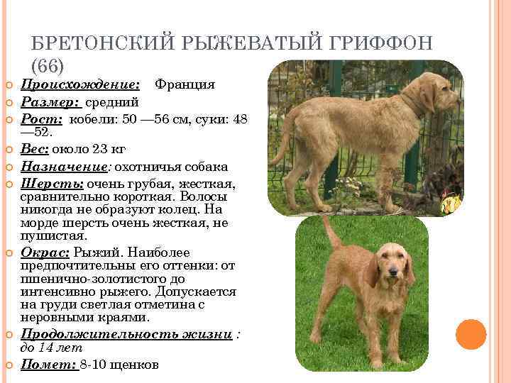 БРЕТОНСКИЙ РЫЖЕВАТЫЙ ГРИФФОН (66) Происхождение: Франция Размер: средний Рост: кобели: 50 — 56 см,