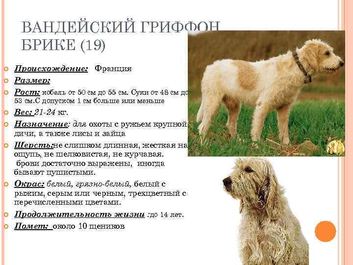 ВАНДЕЙСКИЙ ГРИФФОН БРИКЕ (19) Происхождение: Франция Размер: Рост: кобель от 50 см до 55