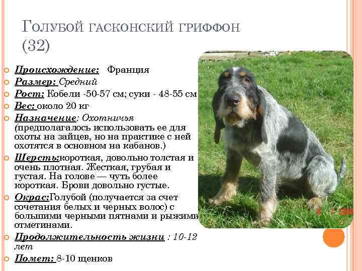 ГОЛУБОЙ ГАСКОНСКИЙ ГРИФФОН (32) Происхождение: Франция Размер: Средний Рост: Кобели -50 -57 см; суки