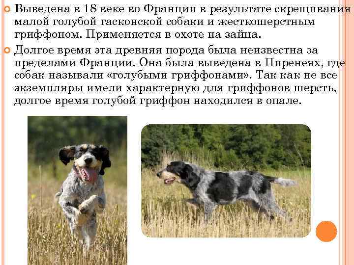 Выведена в 18 веке во Франции в результате скрещивания малой голубой гасконской собаки и