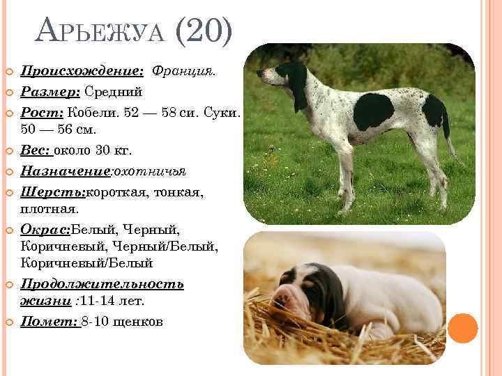  АРЬЕЖУА (20) Происхождение: Франция. Размер: Средний Рост: Кобели. 52 — 58 си. Суки.