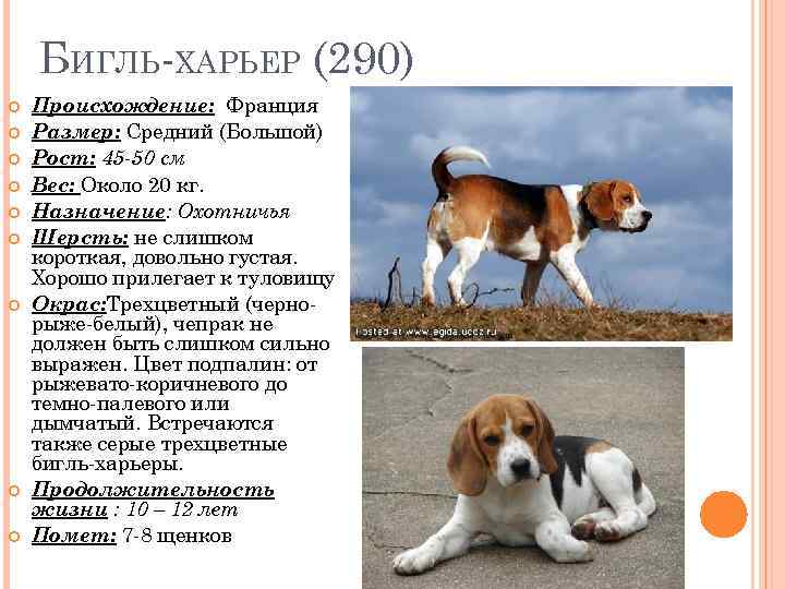 БИГЛЬ-ХАРЬЕР (290) Происхождение: Франция Размер: Средний (Большой) Рост: 45 -50 см Вес: Около 20