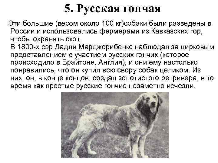 Жил у меня гончий щенок задор. Исчезающие породы собак. Вымершие собаки. Вымершие породы собак. Исчезающие породы собак в России.