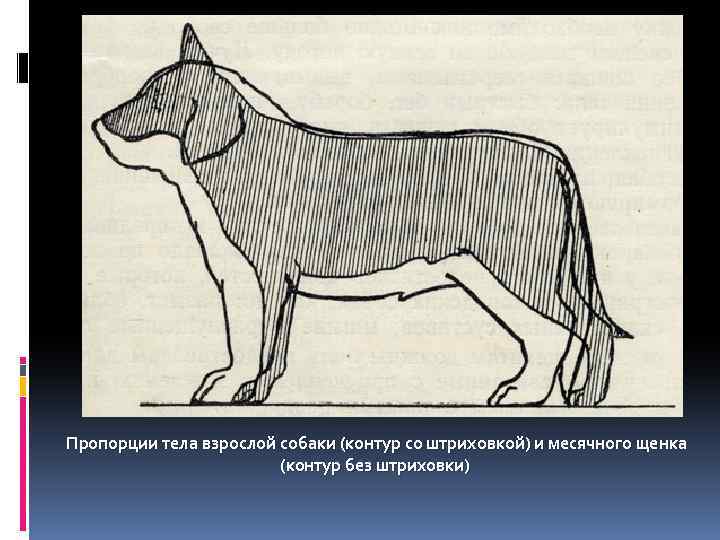 Пропорции тела взрослой собаки (контур со штриховкой) и месячного щенка (контур без штриховки) 