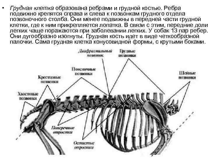 Класс млекопитающие отделы позвоночника. Строение скелета собак грудная клетка. Скелет собаки поясничные позвонки. Строение позвоночного столба собаки. Грудной отдел собаки анатомия скелет.