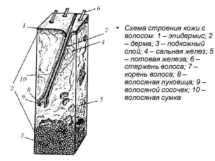 Структура кожи схема