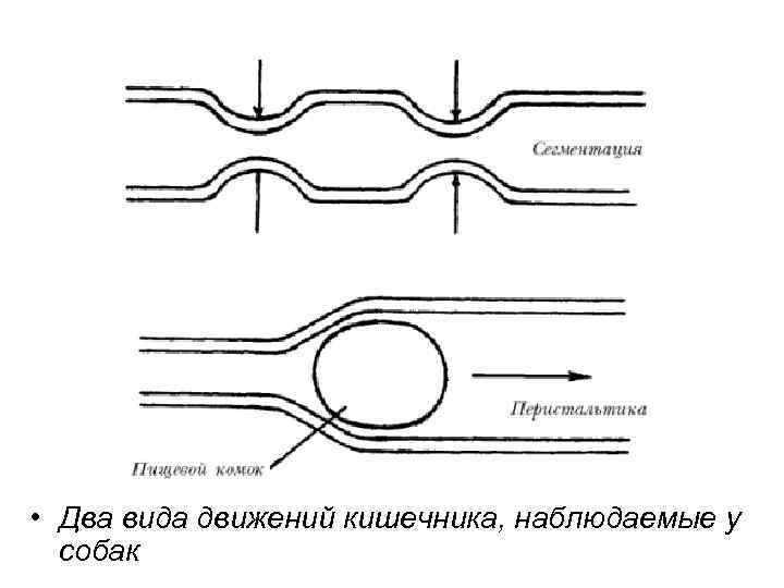  • Два вида движений кишечника, наблюдаемые у собак 