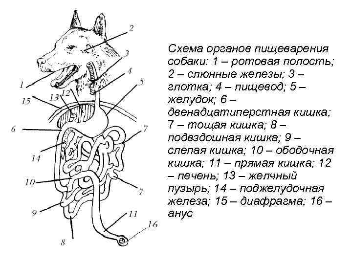 Схема пищеварительной системы млекопитающих 7 класс