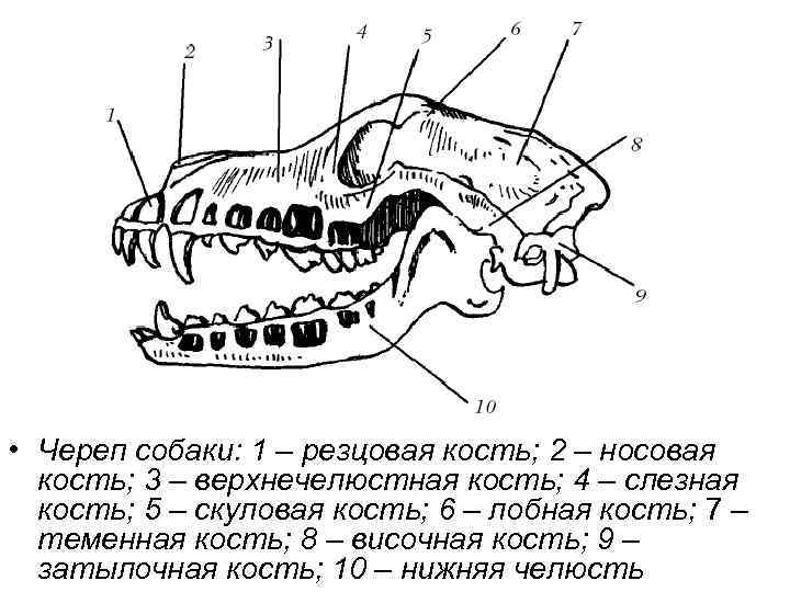 Класс млекопитающие череп. Скелет головы собаки анатомия. Строение челюсти кролика анатомия. Строение черепа алабая. Строение черепа млекопитающих собака.