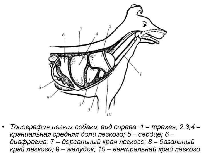 Топография легких. Дыхательная система собаки анатомия. Топография лёгких собаки. Органы дыхания собаки анатомия.