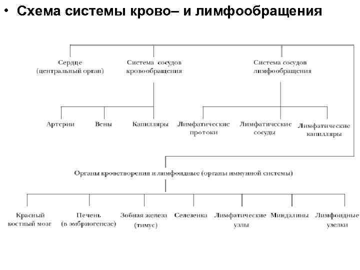  • Схема системы крово– и лимфообращения 