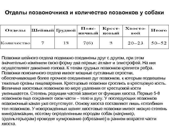 Отдел количество. Количество поясничных позвонков у собаки. Количество хвостовых позвонков у собаки. Позвоночник количество позвонков. Количество позвонков в позвоночнике собаки.