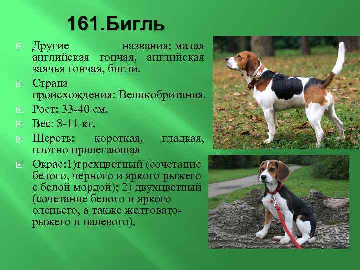 161. Бигль Другие названия: малая английская гончая, английская заячья гончая, бигли. Страна происхождения: Великобритания.