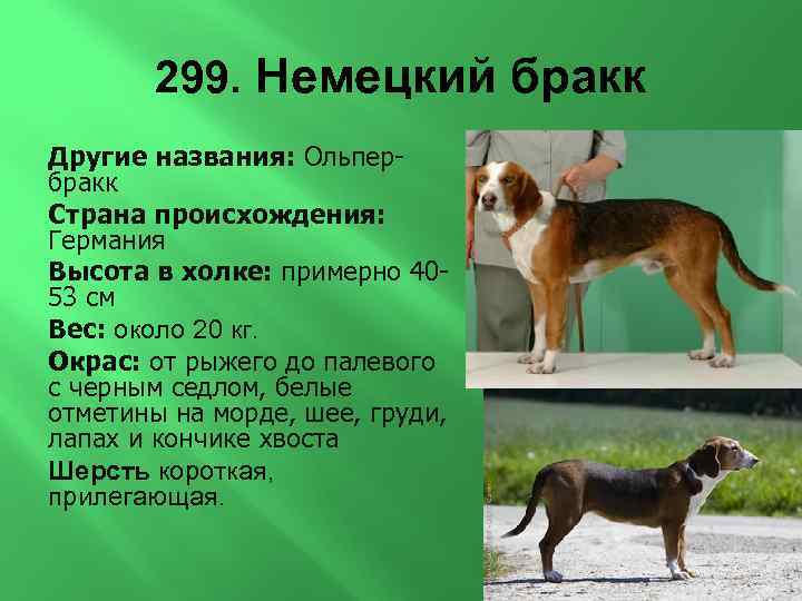 299. Немецкий бракк Другие названия: Ольпербракк Страна происхождения: Германия Высота в холке: примерно 4053