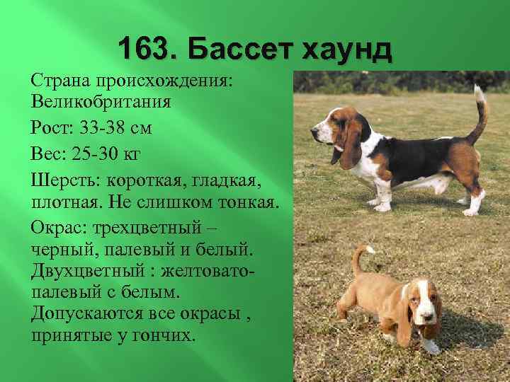 163. Бассет хаунд Страна происхождения: Великобритания Рост: 33 -38 см Вес: 25 -30 кг