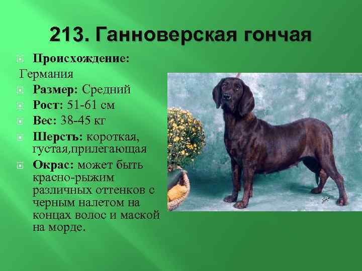 213. Ганноверская гончая Происхождение: Германия Размер: Средний Рост: 51 -61 см Вес: 38 -45