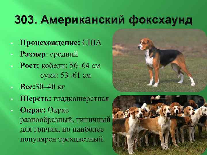 303. Американский фоксхаунд • • • Происхождение: США Размер: средний Рост: кобели: 56– 64